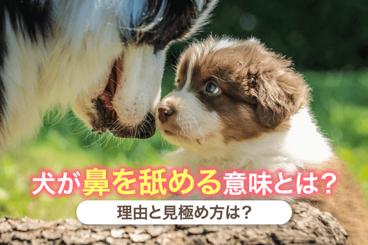 犬が鼻を舐める意味とは 理由と見極め方 通信教育 通信講座のsaraスクールジャパン資格講座