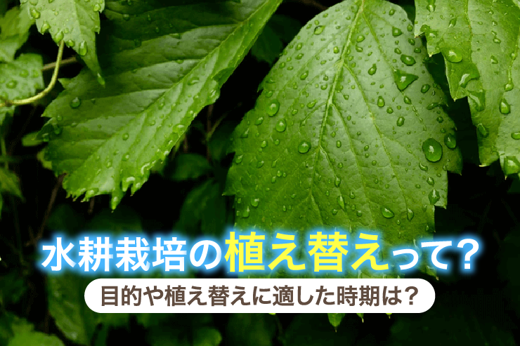 水耕栽培の植え替えって？目的や植え替えに適した時期は？