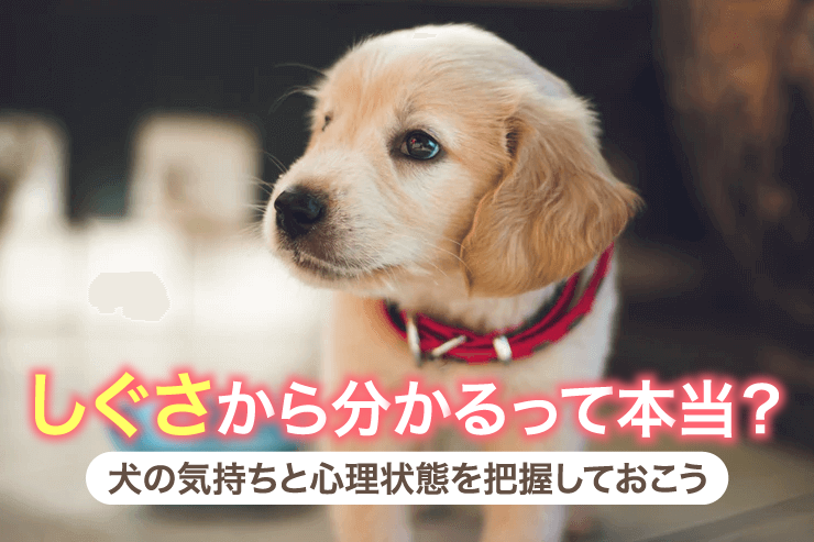 しぐさから分かるって本当？犬の気持ちと心理状態を把握しておこう