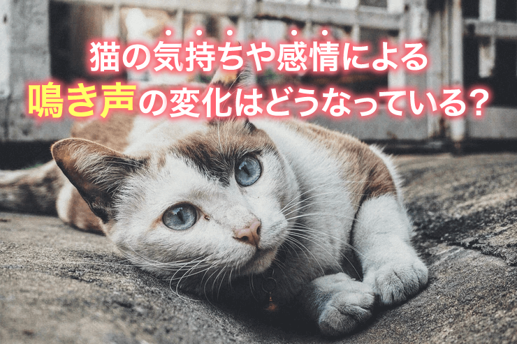 猫の気持ちや感情による鳴き声の変化はどうなっている？