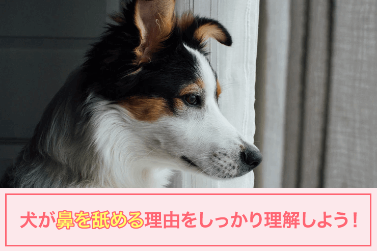 犬が鼻を舐める理由をしっかり理解しよう！