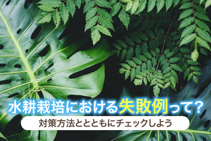 水耕栽培における失敗例って？対策方法ととともにチェックしよう