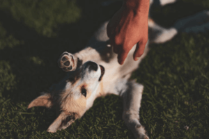 犬のストレスサインって原因と対策を理解しよう