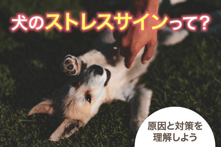 犬のストレスサインって原因と対策を理解しよう