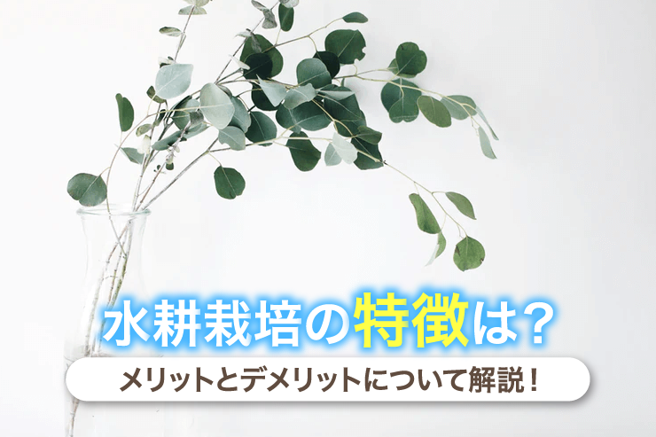 水耕栽培の特徴は？メリットとデメリットについて解説！