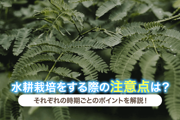 水耕栽培をする際の注意点は？それぞれの時期ごとのポイントを解説！