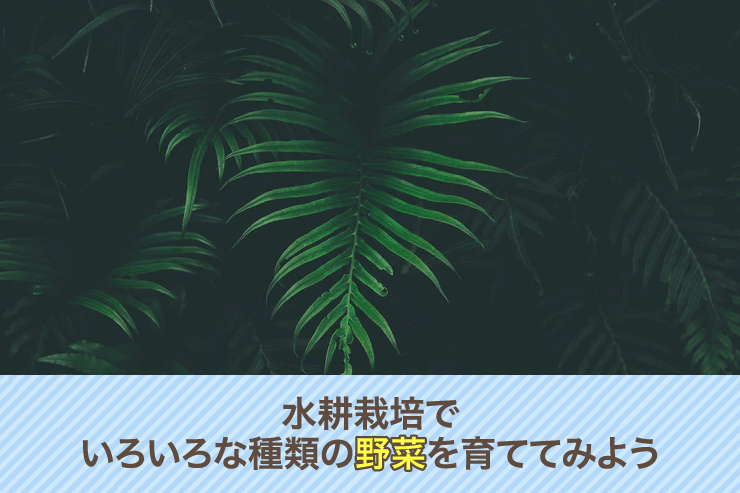 水耕栽培でいろいろな種類の野菜を育ててみよう