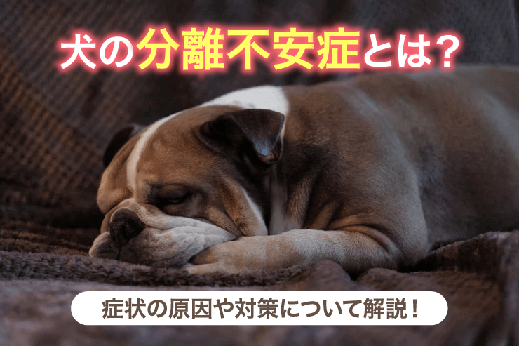 犬の分離不安症とは？症状の原因や対策について解説！