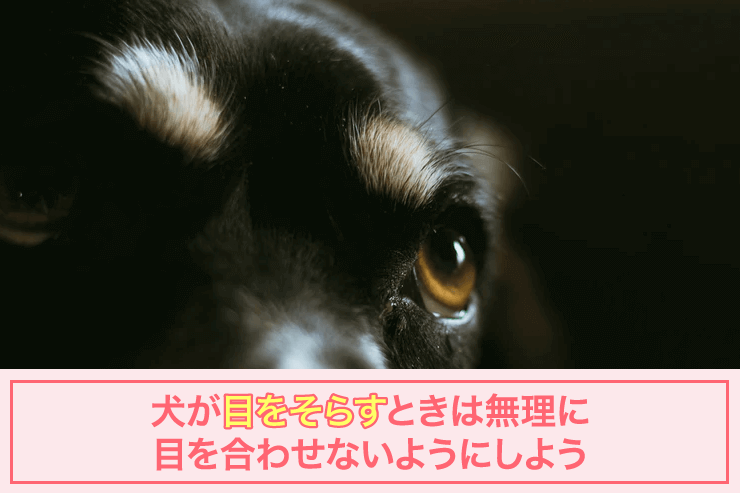 犬が目をそらすときは無理に目を合わせないようにしよう