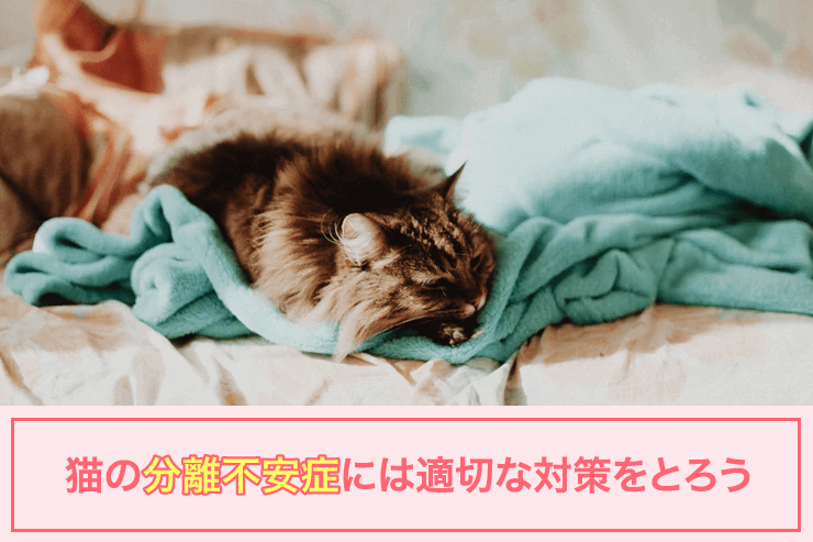 猫の分離不安症には適切な対策をとろう