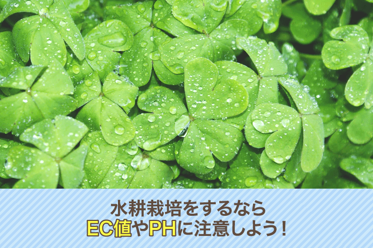 水耕栽培をするならEC値やPHに注意しよう！