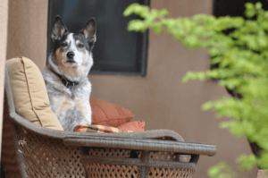 犬がブルブル震える理由とは？原因と対処法を解説