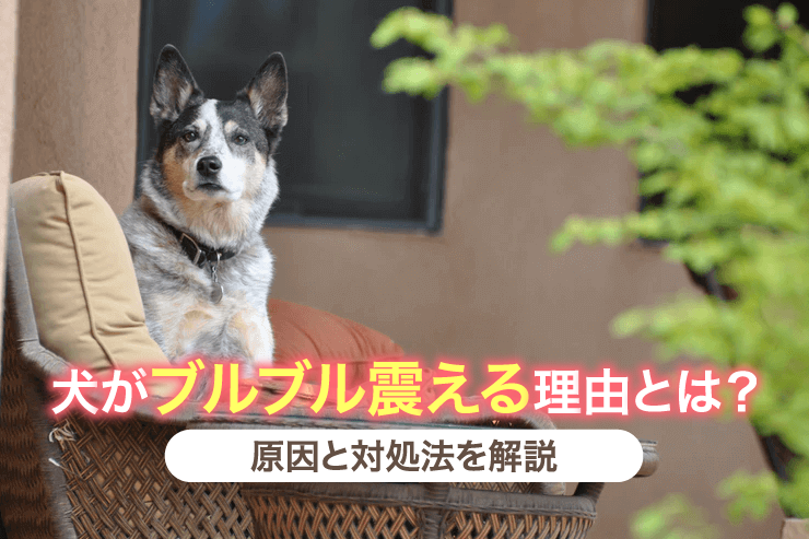 犬がブルブル震える理由とは？原因と対処法を解説