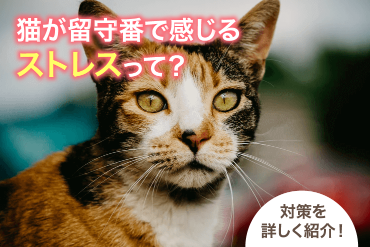 猫が留守番で感じるストレスって？対策を詳しく紹介！