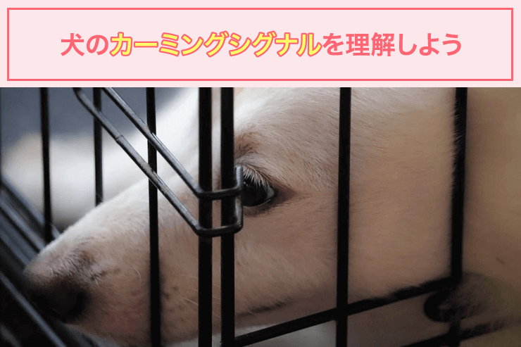 犬のカーミングシグナルを理解しよう