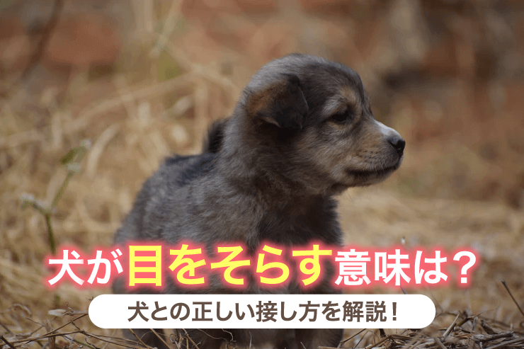 犬が目をそらす意味は？犬との正しい接し方を解説！