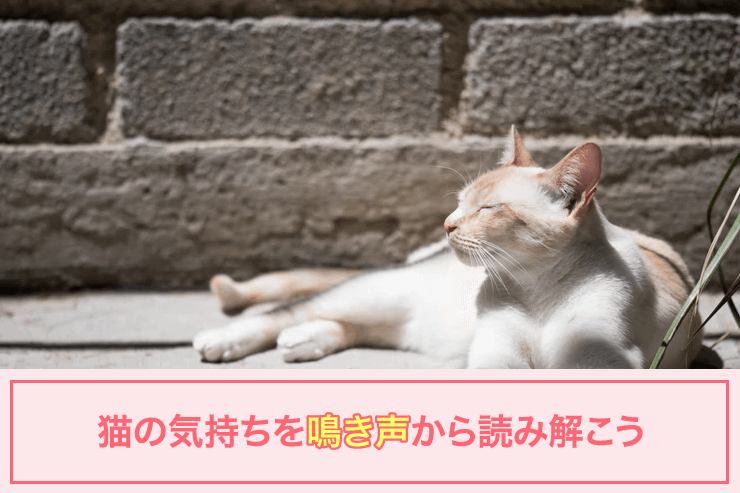 猫の気持ちを鳴き声から読み解こう