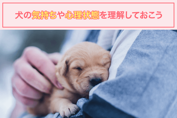 犬の気持ちや心理状態を理解しておこう