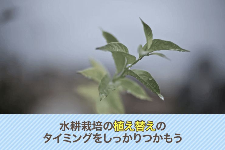 水耕栽培の植え替えのタイミングをしっかりつかもう