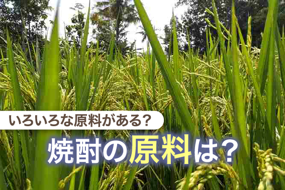 いろいろな原料がある？焼酎の原料は？