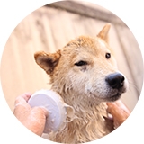 犬猫介護資格講座