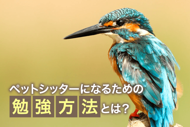 ペットシッターになるための勉強方法とは？