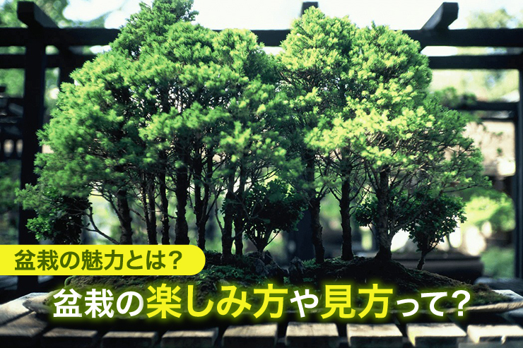 盆栽の魅力とは？盆栽の楽しみ方や見方って？