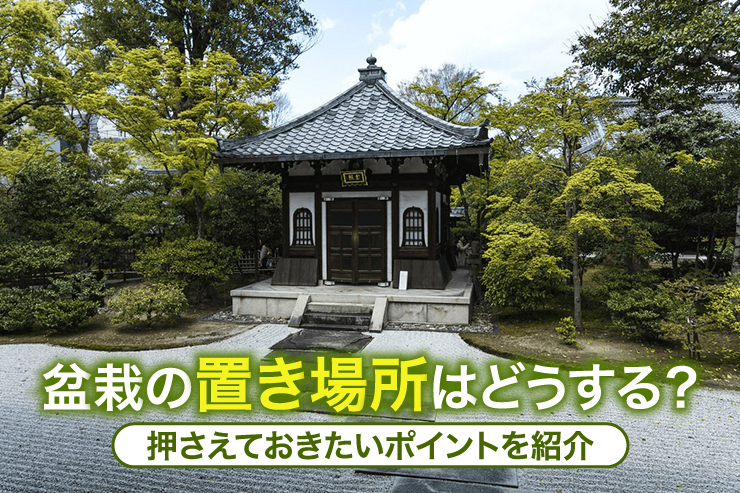 盆栽の置き場所はどうする？押さえておきたいポイントを紹介