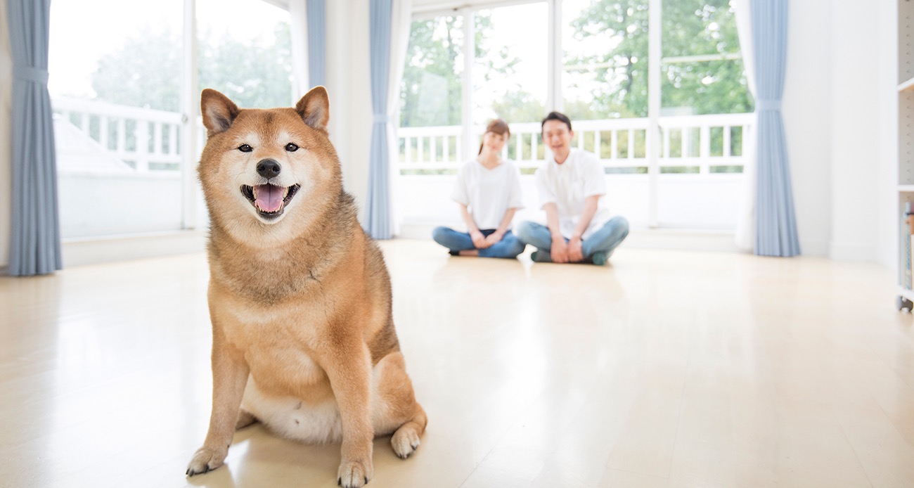 ブリーダーの資格を取得し、ペットを家族の一員として育てよう