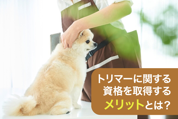 トリマーに関する資格を取得するメリットとは?