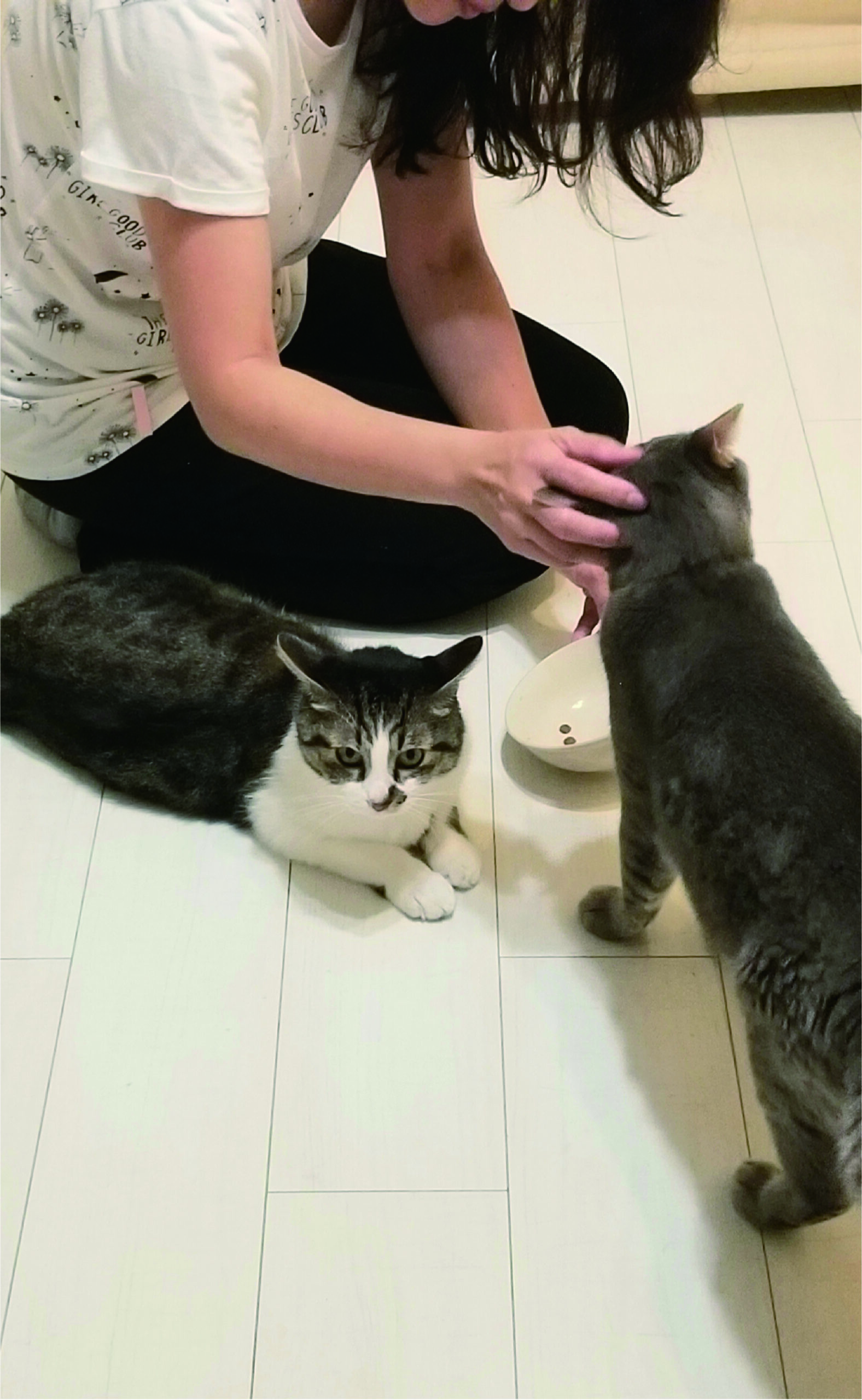 猫専門のペットシッター