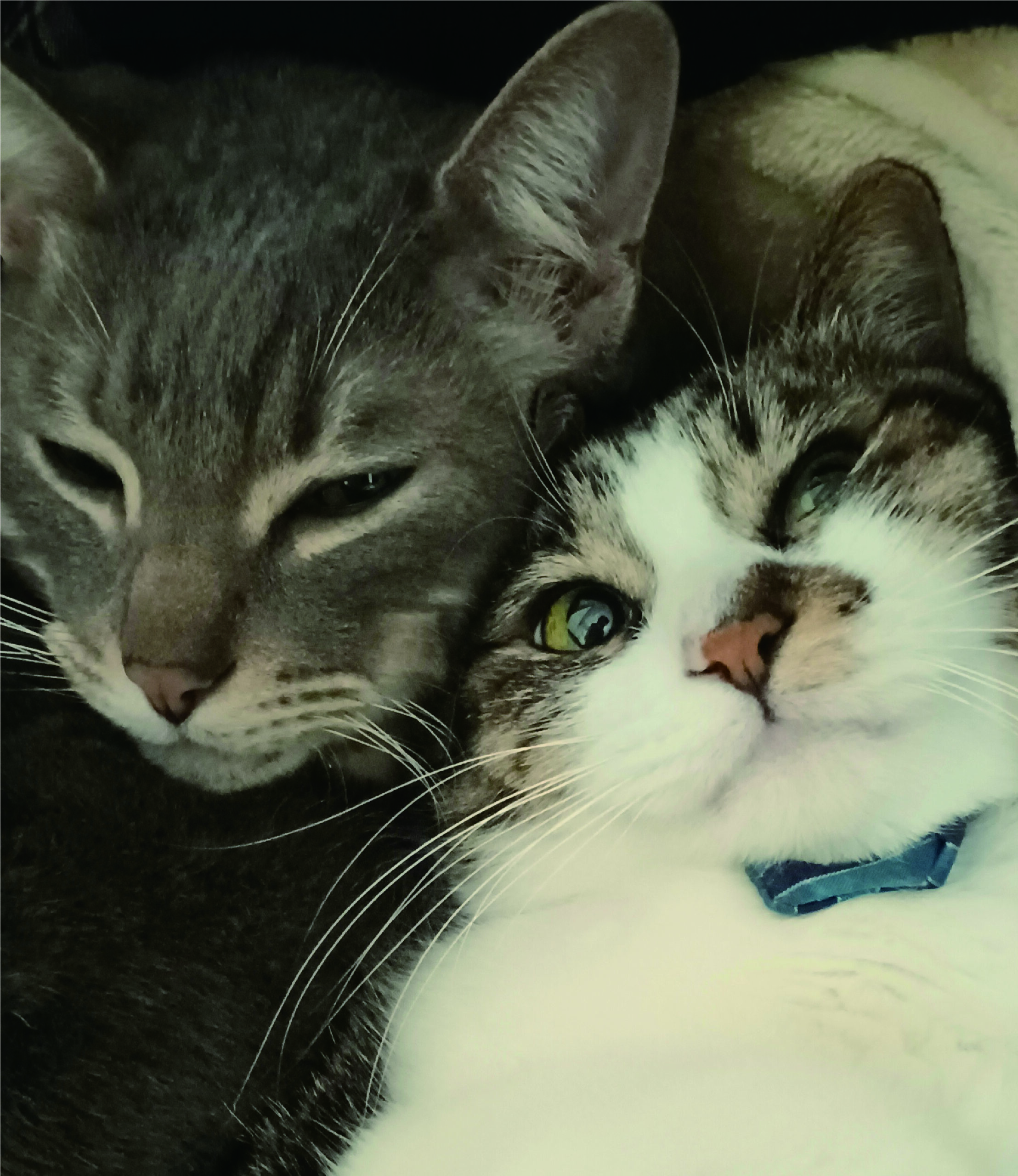 ねこもり先生