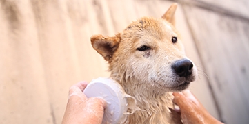 犬猫介護