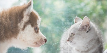 犬猫ストレスケア