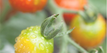 ベランダ菜園