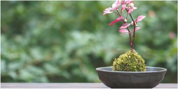 盆栽・苔玉