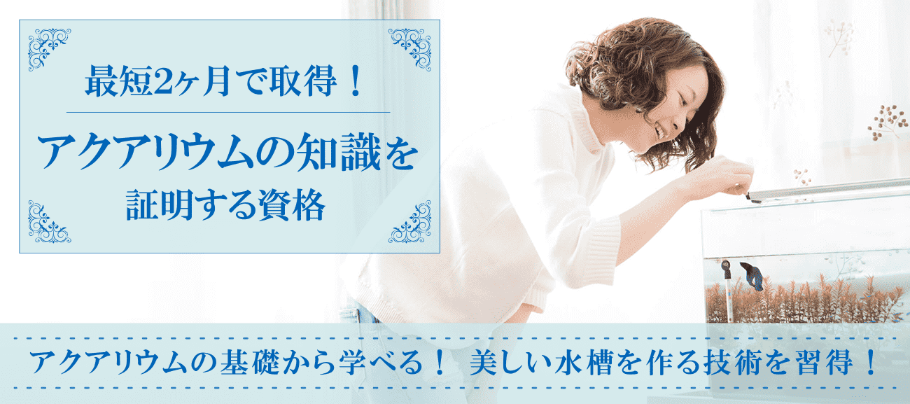 アクアリウム資格取得検定の通信講座