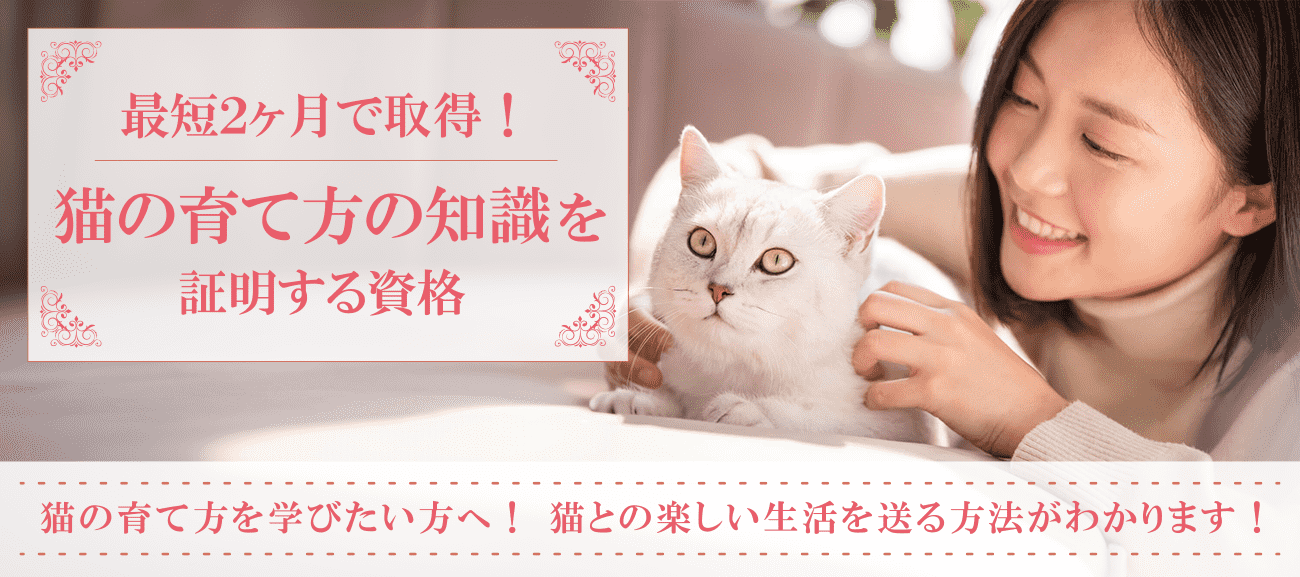 猫の育て方資格取得検定の通信講座