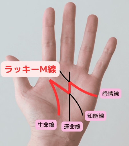 (5)理想的なバランスを持つM線(エム線)