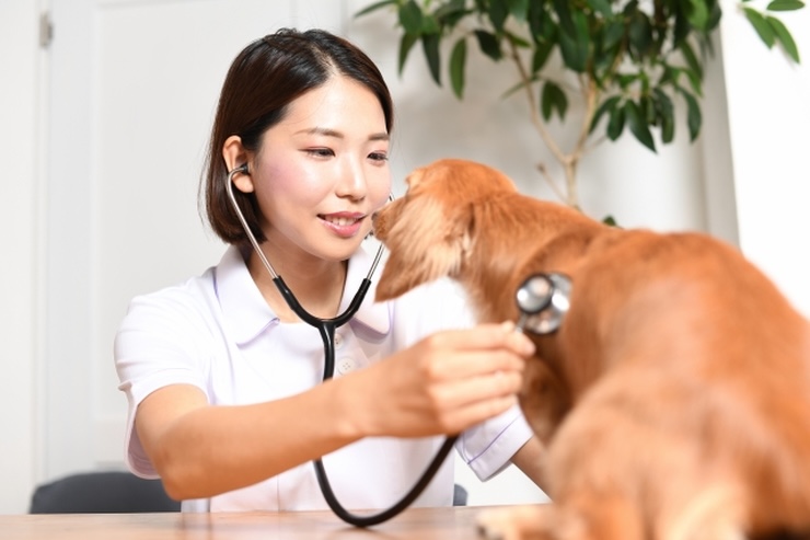 動物介護士（ペット介護士）のスキルアップになる国家資格・関連資格3選
